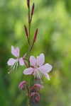 Lindheimer's beeblossom